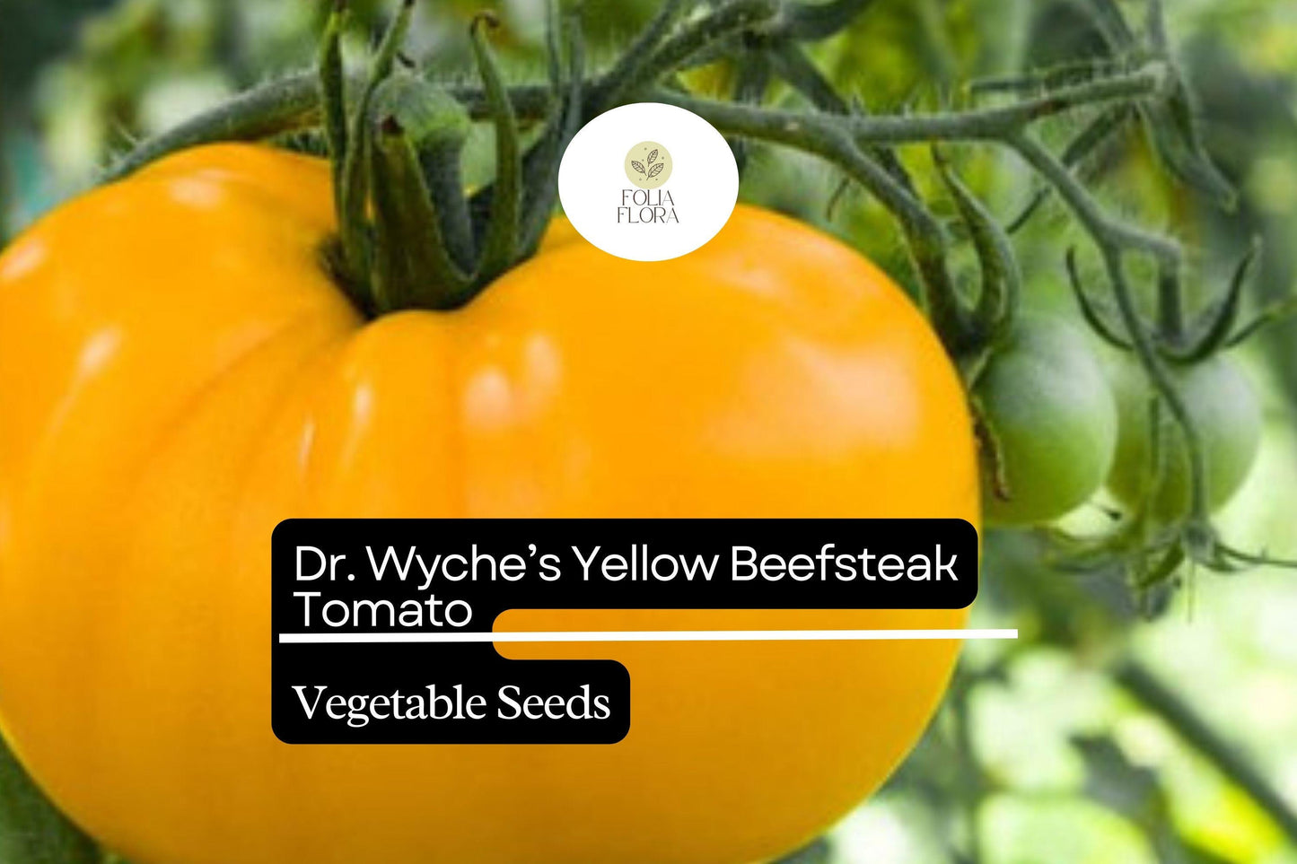 30 Dr. Wyche’s Yellow Tomato Seeds – Solanum lycopersicum – Heirloom Beefsteak, High-Yielding, Perfect for Slicing
