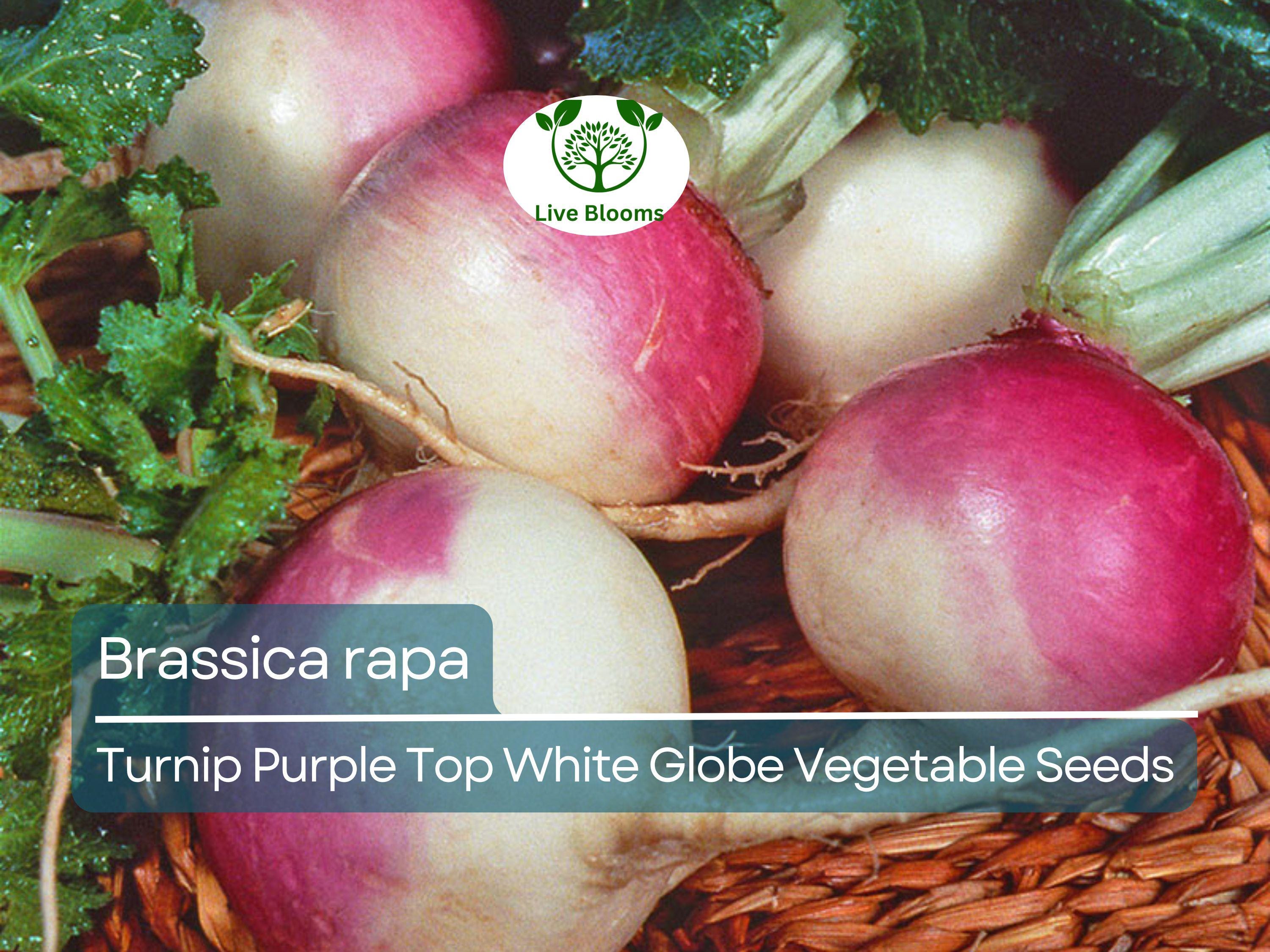 1000 mg Purple Top White Globe Turnip Seeds - Brassica rapa | Heirloom Vegetable for Planting, Gardening & Fresh Root Harvest