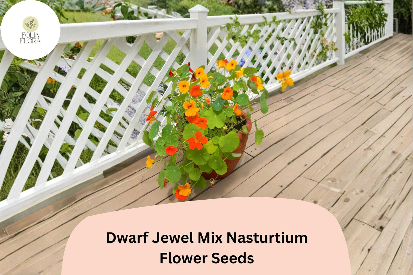 50+ Dwarf Jewel Mix Nasturtium Seeds | Tropaeolum majus | Colorful Compact Blooms