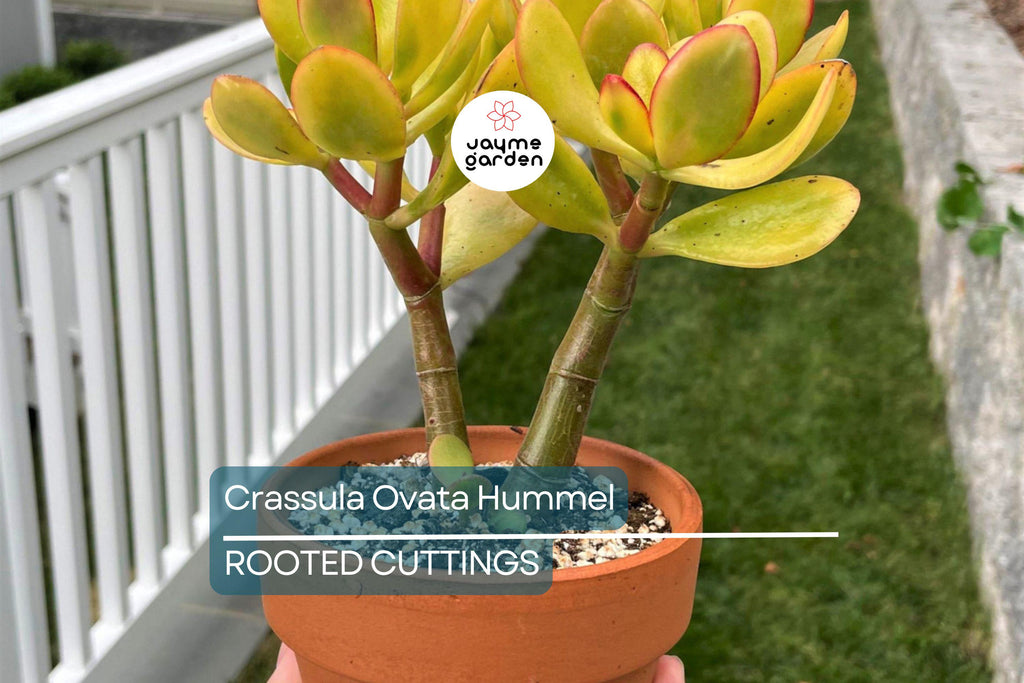 5 Crassula Ovata Hummel’s Sunset Cuttings - Golden Jade Plant Succulent - 3-4" Houseplant Starter
