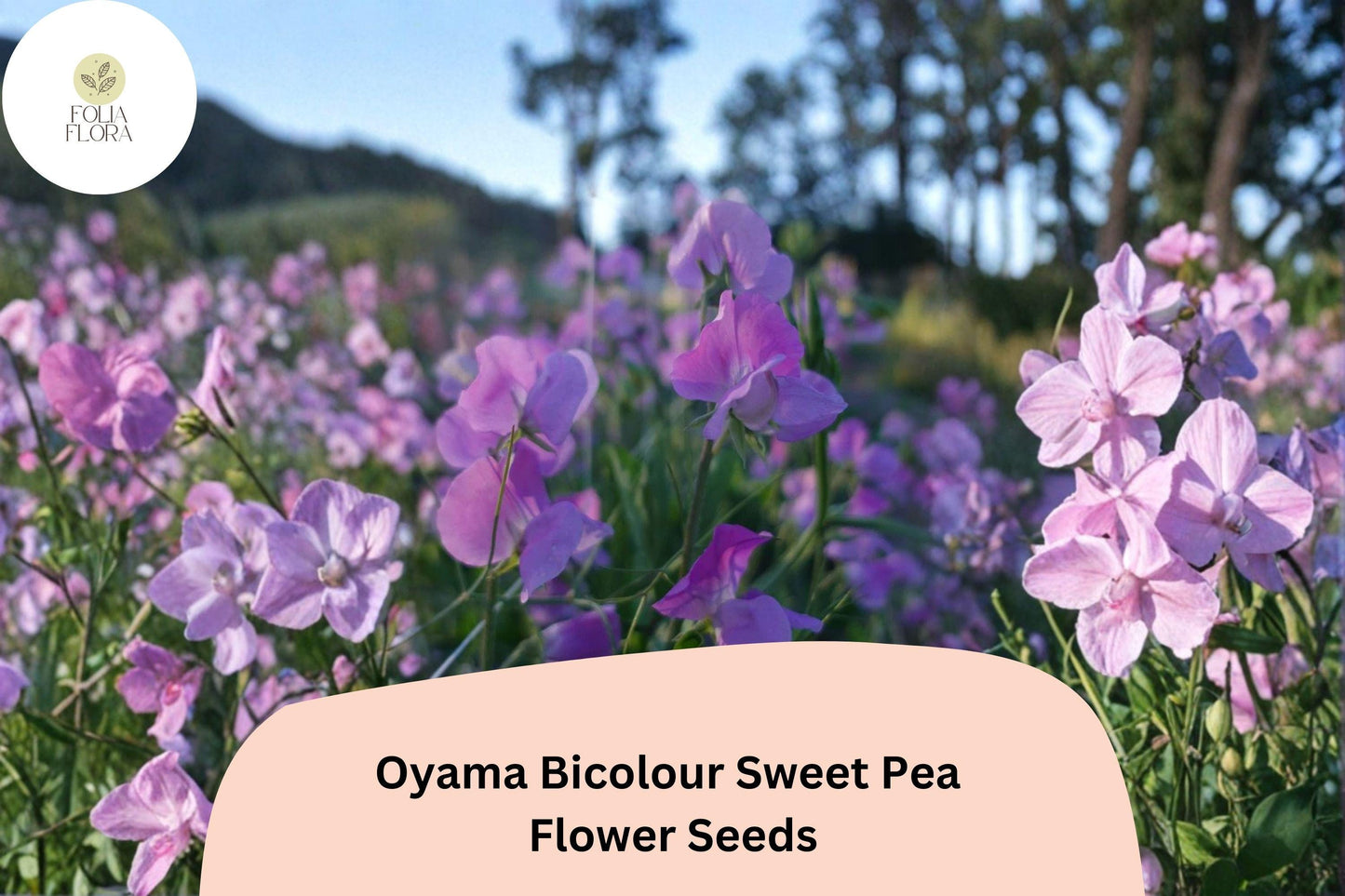 Oyama Bicolour Sweet Pea Seeds | Lathyrus odoratus Tall Climbing Flower Vine (50+ Seeds)