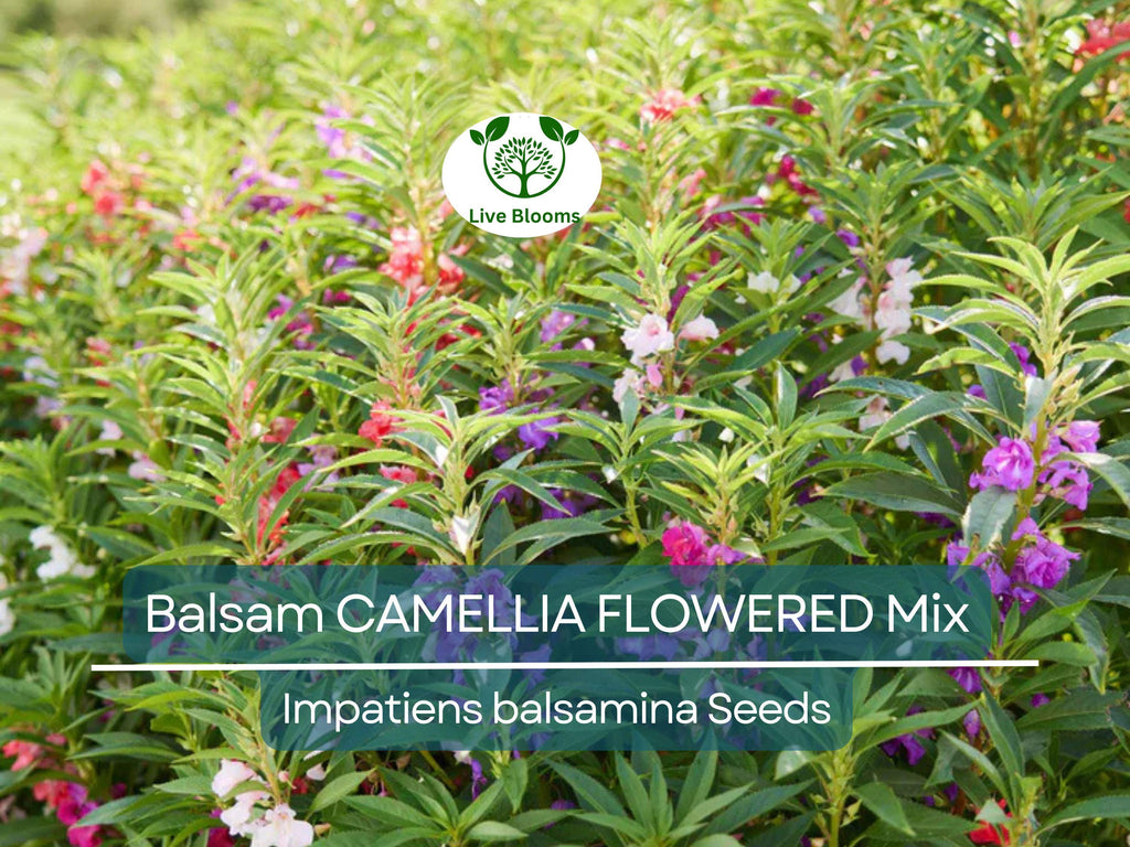 200 Seeds Balsam CAMELLIA FLOWERED Mix, Impatiens Double Blooms, PartShade, Non-GMO, Beautiful Garden Flowers, Vibrant Colors
