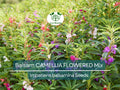 200 Seeds Balsam CAMELLIA FLOWERED Mix, Impatiens Double Blooms, PartShade, Non-GMO, Beautiful Garden Flowers, Vibrant Colors