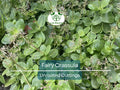3 Fairy Crassula Succulent 3" Unrooted Cuttings - Crassula Multicava, Calico Kitten, Easy Care Houseplant, Rare Succulent for Gardening