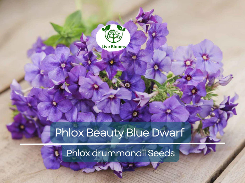 100 Phlox Beauty Blue Dwarf Seeds, Rare Blue Blooms, Pollinator Attractor, Non-GMO, Compact Perennial for Garden, Blue Phlox Flowers