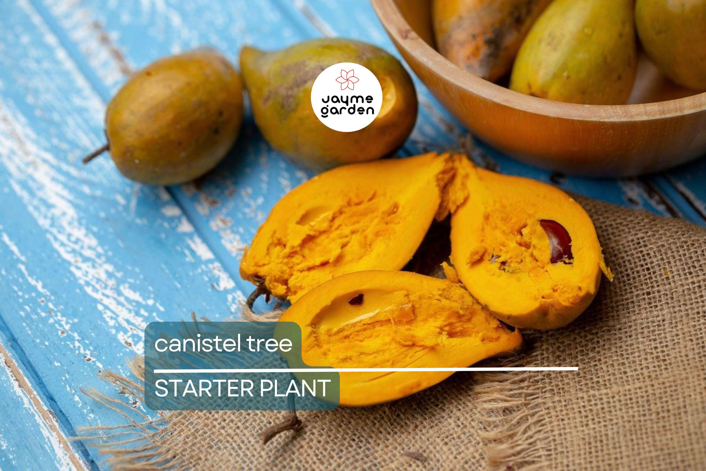 Canistel Tree Seedling | 9-Inch Tall Starter Plant | Live Tropical Fruit Tree | Easy to Grow | Ideal for Warm Climates