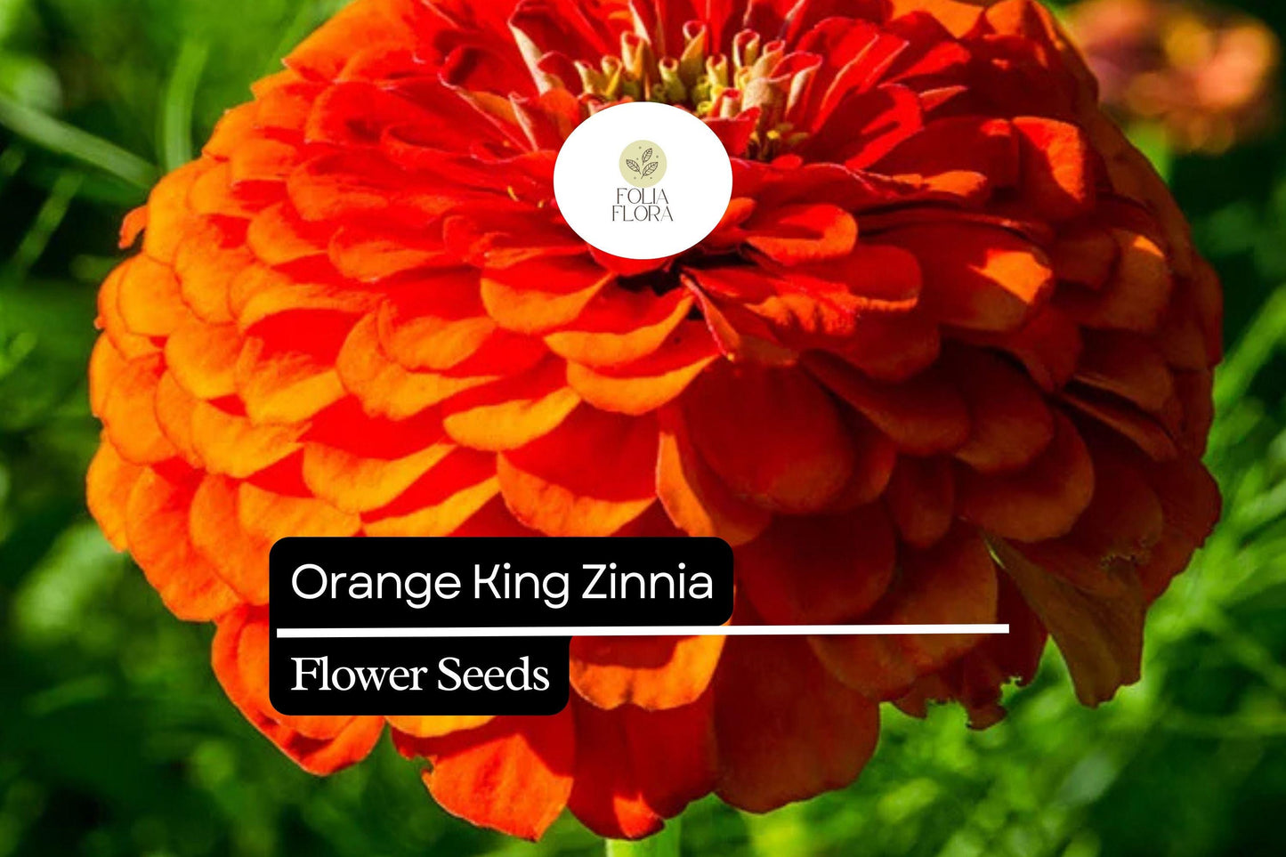 Orange King Zinnia (Zinnia elegans) Seeds – Vibrant Orange Blooms for Summer Gardens