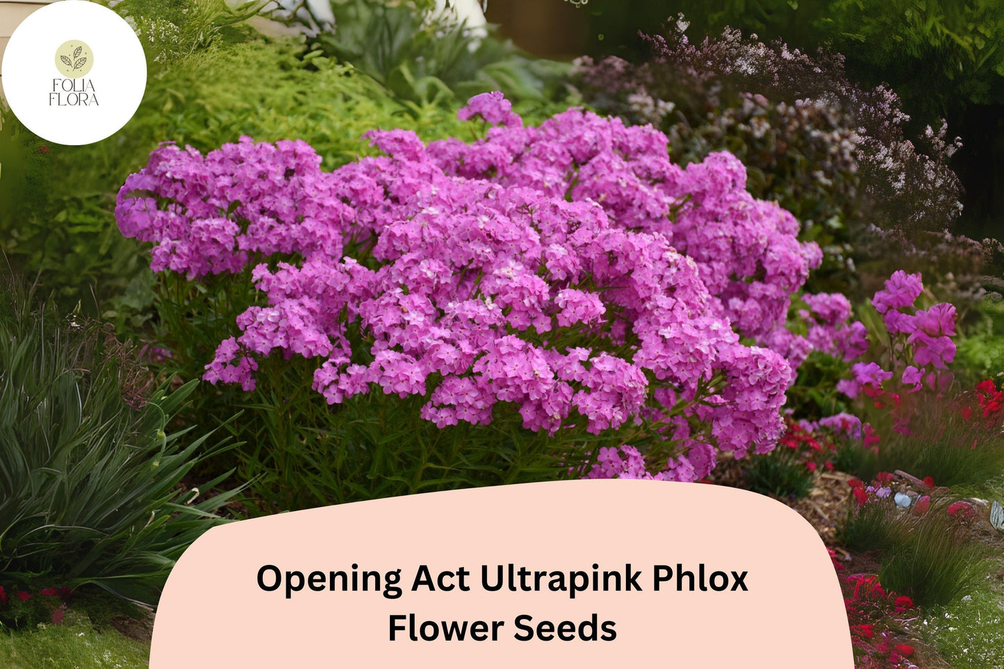 100+ Opening Act Ultrapink Phlox Seeds – Vibrant Perennial Garden Flowers, Phlox Hybrid