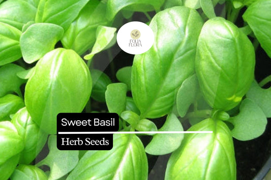 600 Seeds Sweet Basil – Ocimum basilicum, Classic Culinary Herb for Cooking & Gardening