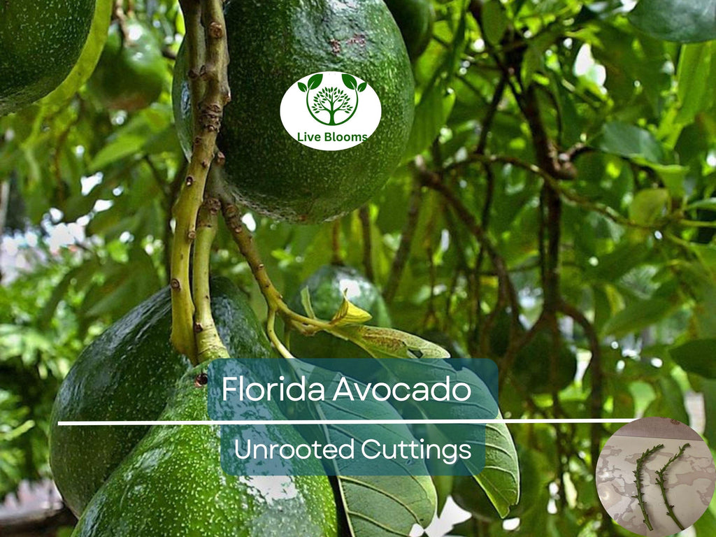 2 Full Florida Avocado Unrooted Cuttings for Grafting - Persea americana Choquet - Grows Huge Fruit - Perfect for Backyard Garden