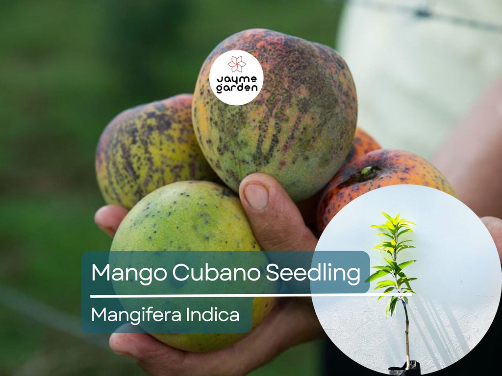 Grafted Cubano Mango Starter Plant Seedling -  Grown in Puerto Rico - Live Tropical Fruit Tree 3′-4′ Tall - Sweet, Juicy Cuban Mangoes