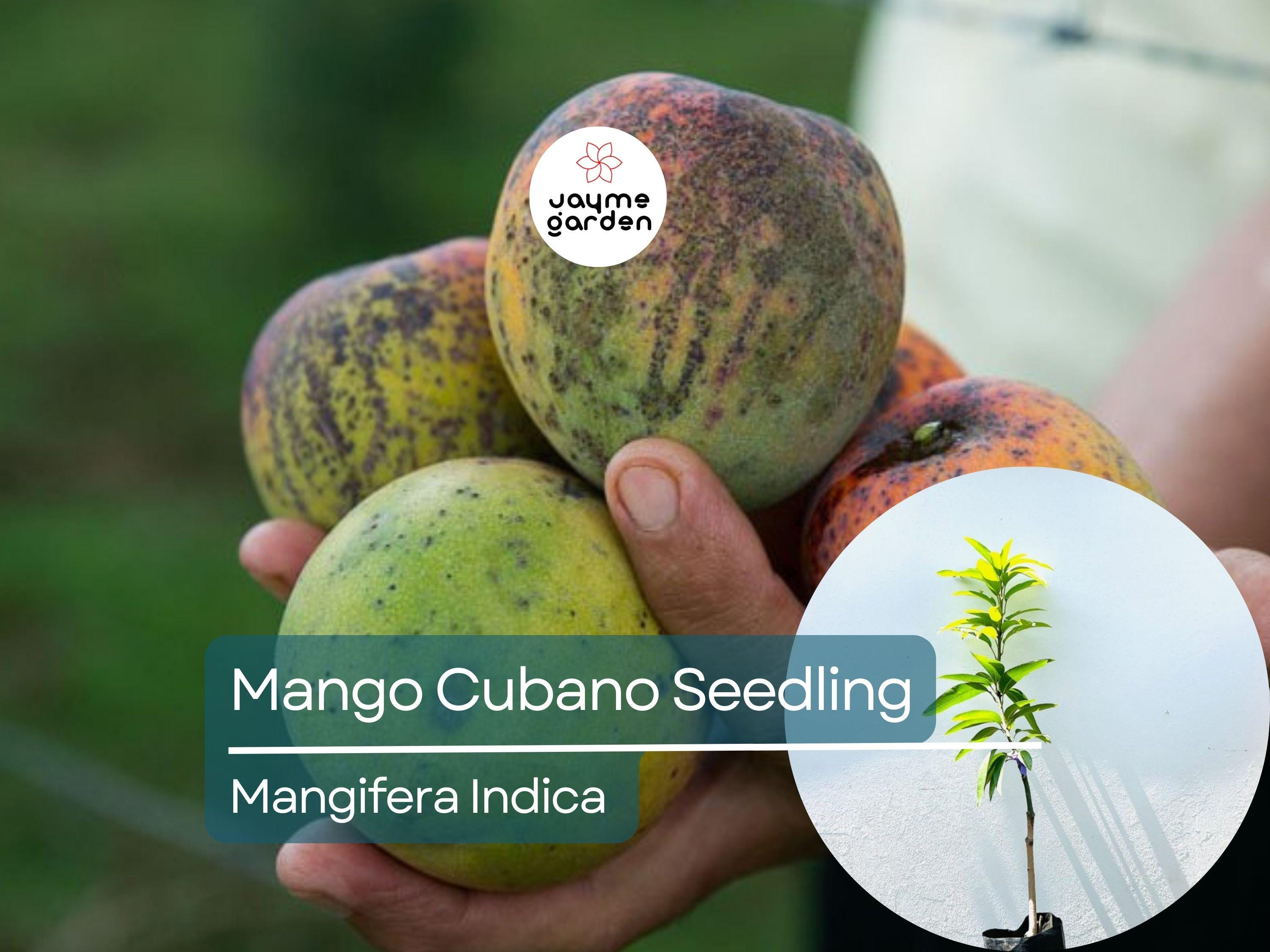 Grafted Cubano Mango Starter Plant Seedling -  Grown in Puerto Rico - Live Tropical Fruit Tree 3′-4′ Tall - Sweet, Juicy Cuban Mangoes