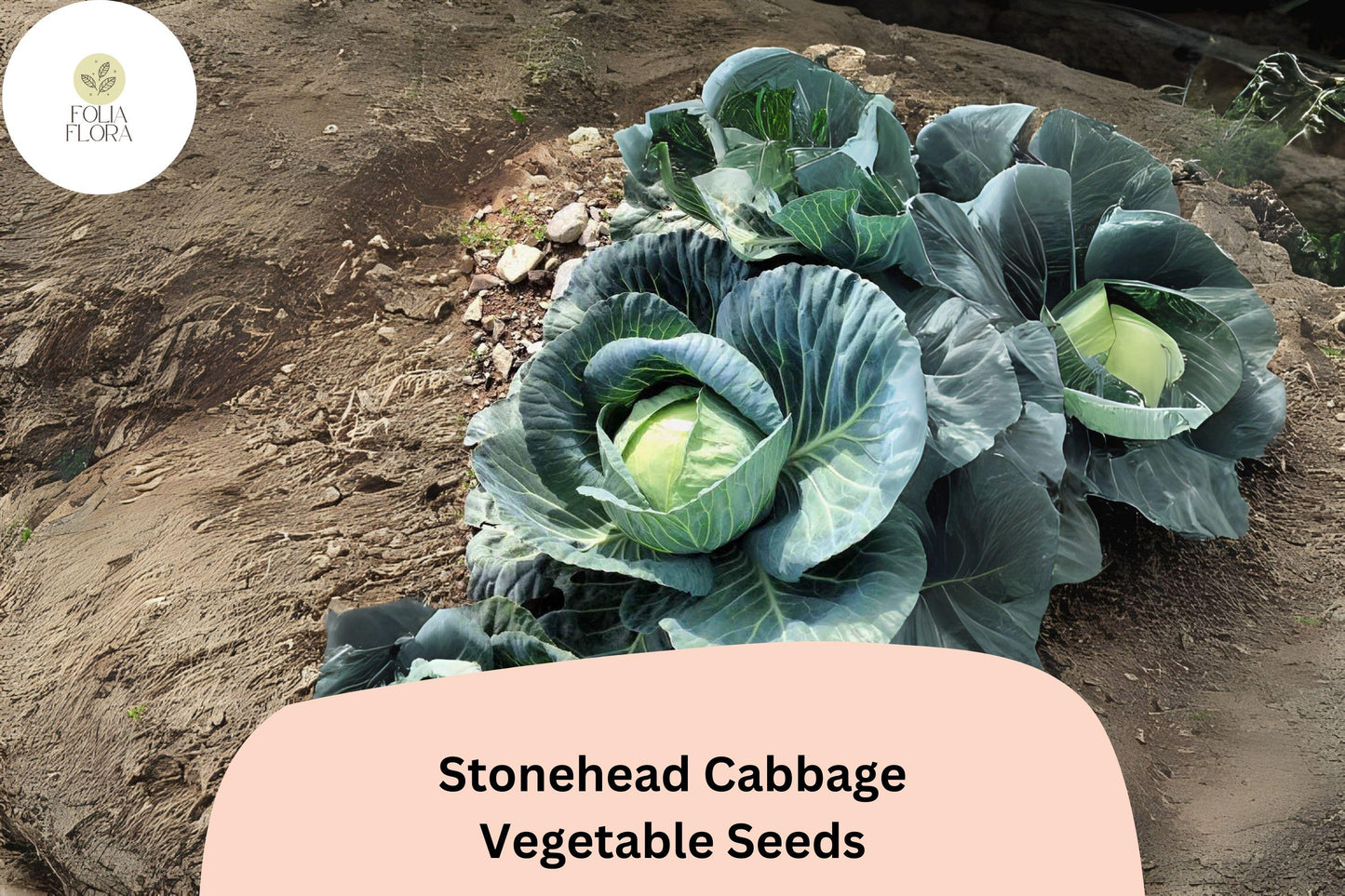 500+ Stonehead Cabbage Seeds | Brassica oleracea | Heirloom Green Cabbage | Bulk Garden Vegetable Seeds