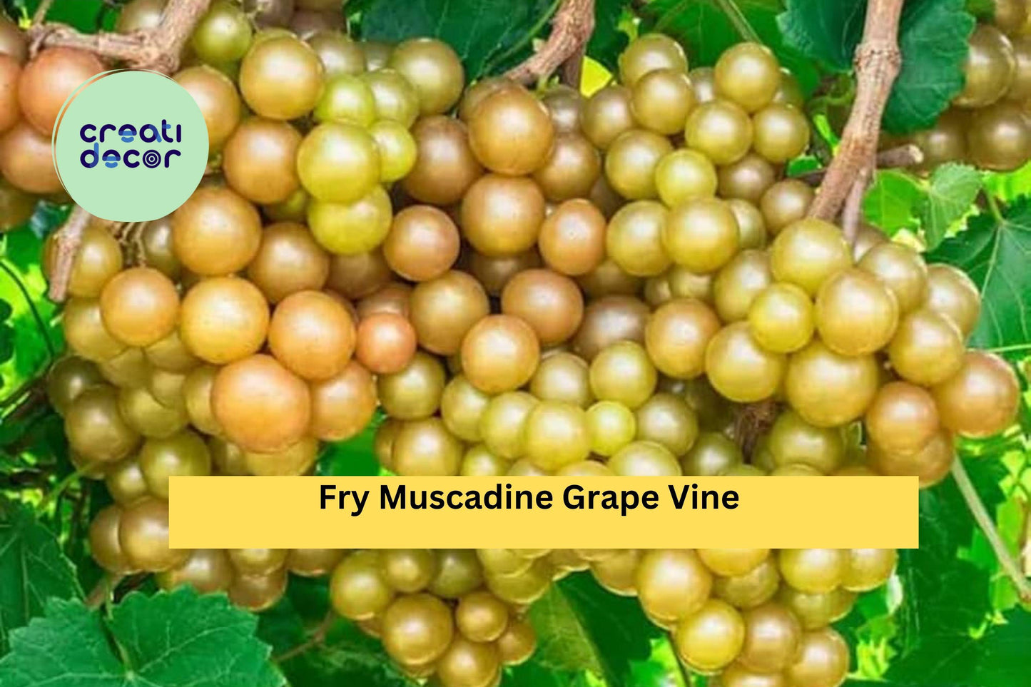 Fry Muscadine Grape Vine | 1 Live Bare Root Plant | Vitis rotundifolia ‘Fry’ | Hardy Fruit Vine for Outdoor Garden