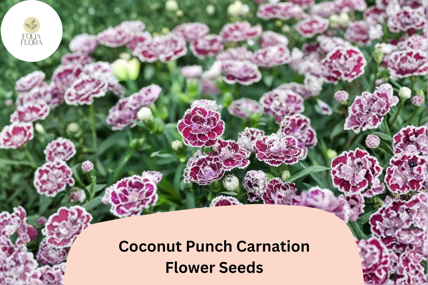 200+ Coconut Punch Carnation Seeds | Dianthus hybrid | Bi-Color Red & White Blooms for Garden Borders and Pots