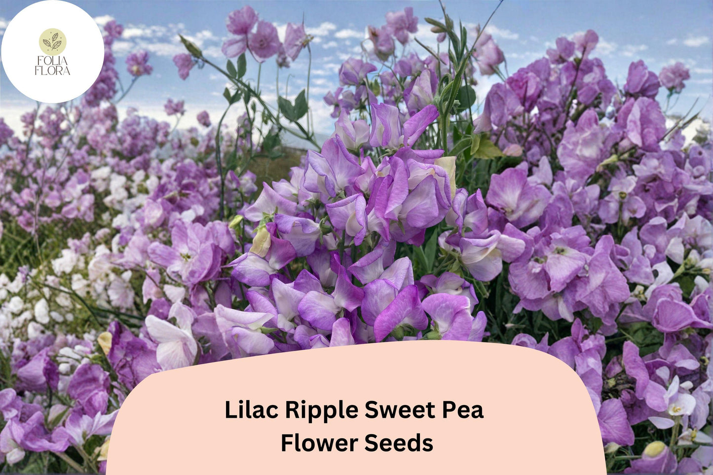 Lilac Ripple Sweet Pea Seeds | Lathyrus odoratus Vine Lilac Purple Flowers Garden (50+ Seeds)