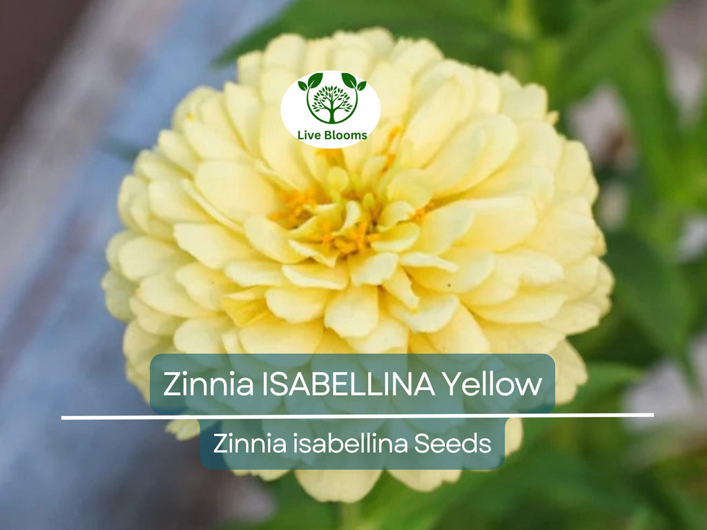 200 Seeds Zinnia ISABELLINA Yellow, Huge Blooms, Non-GMO, Attracts Butterflies & Hummingbirds, Vibrant Garden Flowers, Easy to Grow Annual