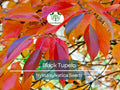 10 'Wildfire' Black Tupelo Tree Seeds (Nyssa sylvatica) | Edible Fruits, Fast Growing, Beautiful Fall Colors, Hardy Tree for Garden