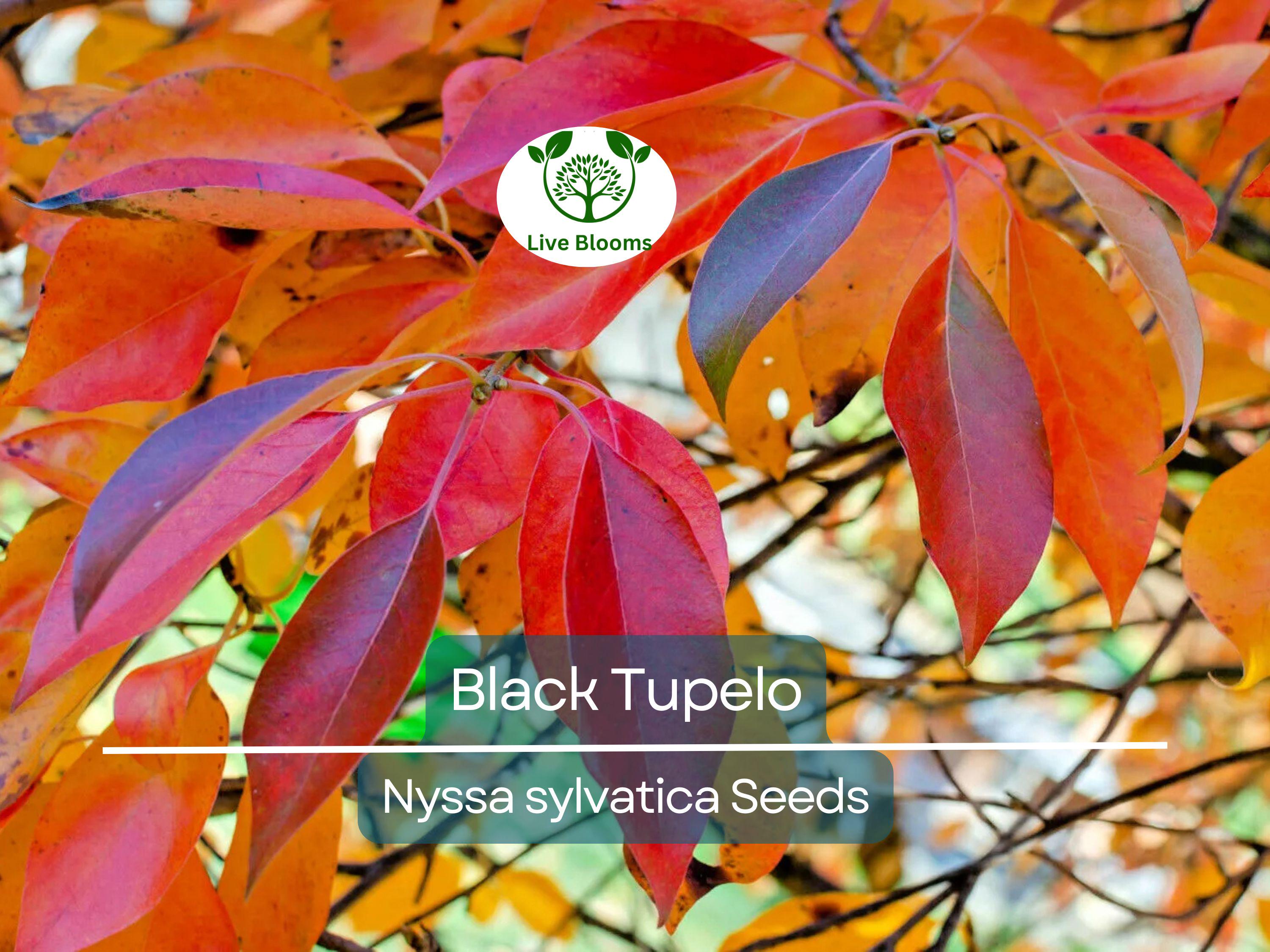 10 'Wildfire' Black Tupelo Tree Seeds (Nyssa sylvatica) | Edible Fruits, Fast Growing, Beautiful Fall Colors, Hardy Tree for Garden