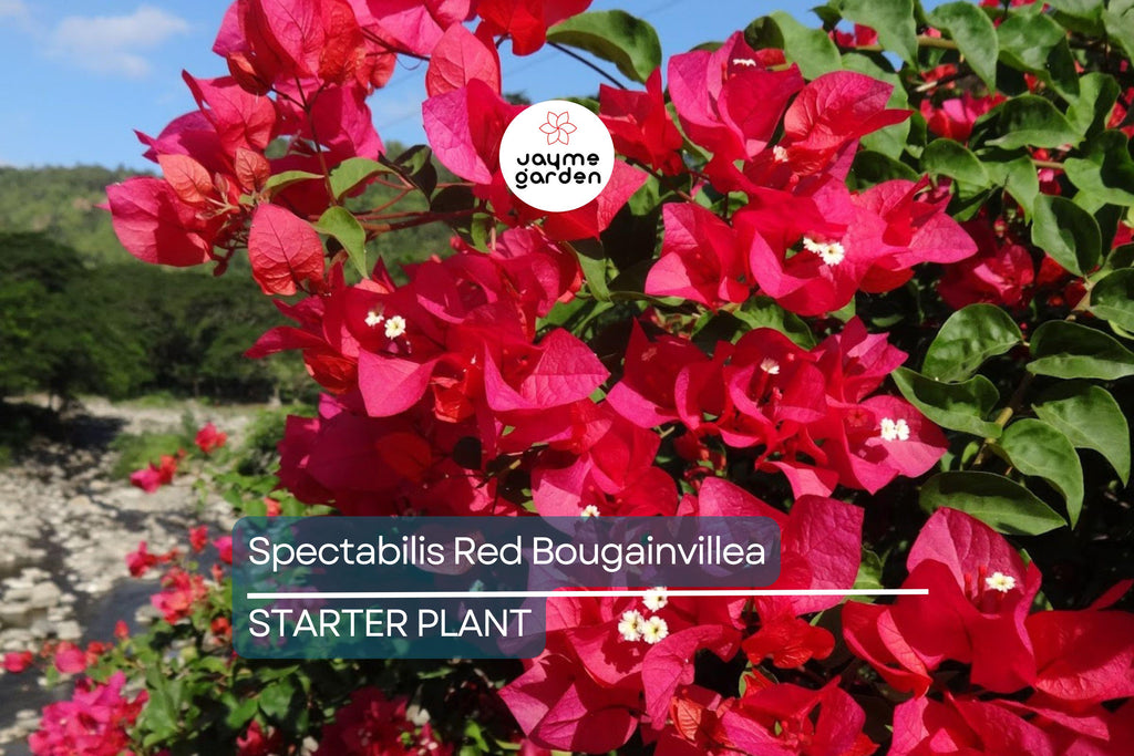 Spectabilis Red Bougainvillea Starter Plant | Rare & HTF | Well-Rooted Plant Plug | Vibrant Red Blooms | Indoor and Outdoor | Tropical