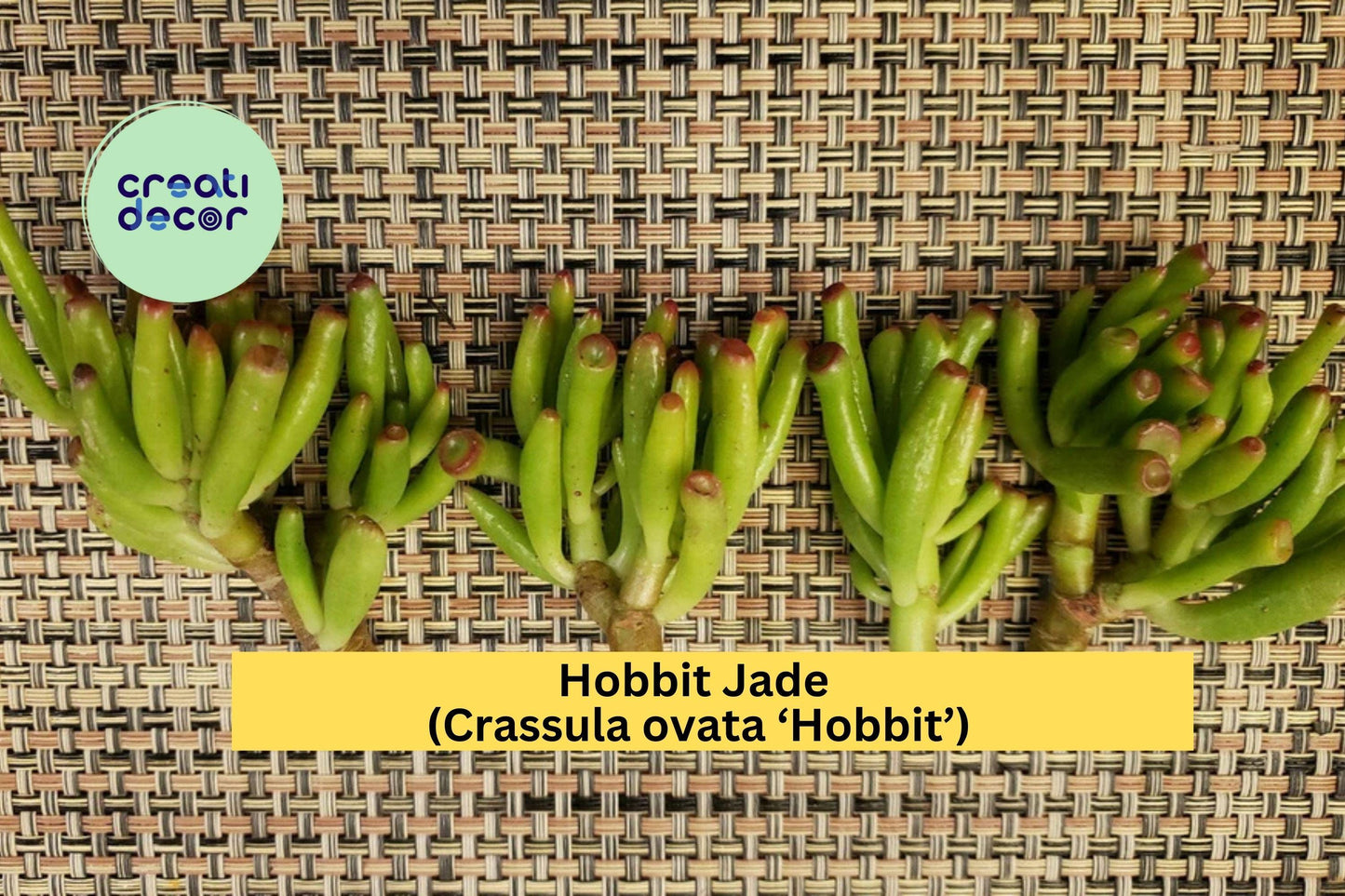 Hobbit Jade Succulent Cutting 4" – Crassula ovata ‘Hobbit’ – Unrooted Finger Jade Gollum Type for Easy Propagation