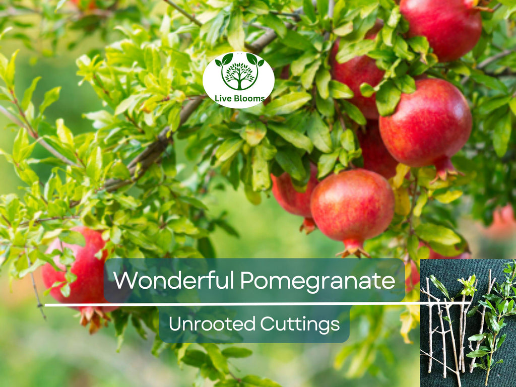 8 Pcs Organic Pomegranate Unrooted Cuttings 9" Long - Punica Granatum - Grow Your Own Pomegranate Tree, Natural & Healthy