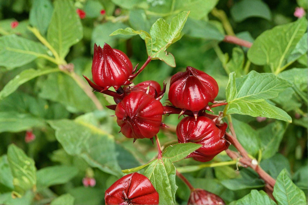 Roselle – Hibiscus sabdariffa Seeds | 10 Seeds | Asian Sour Leaf | Edible Plant | Tropical Garden