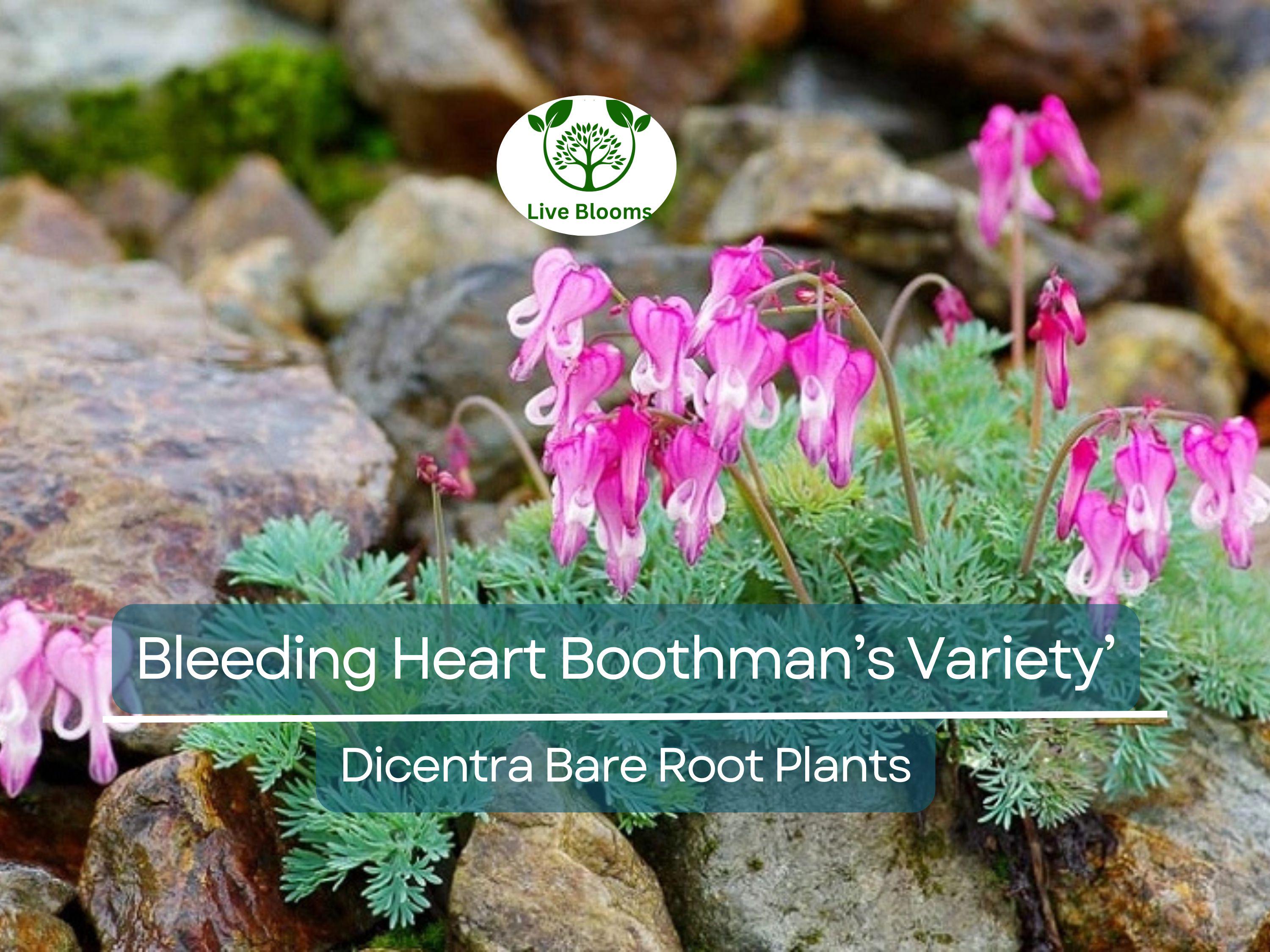 1 Bleeding Heart ‘Boothman’s Variety’ – Bare Root Dicentra Plant – Shade-Loving Summer Perennial with Pink Heart-Shaped Flowers