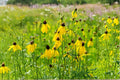 Prairie Coneflower 150 Seeds | Native Wildflower | Long-Blooming Prairie Plant | Pollinator Favorite