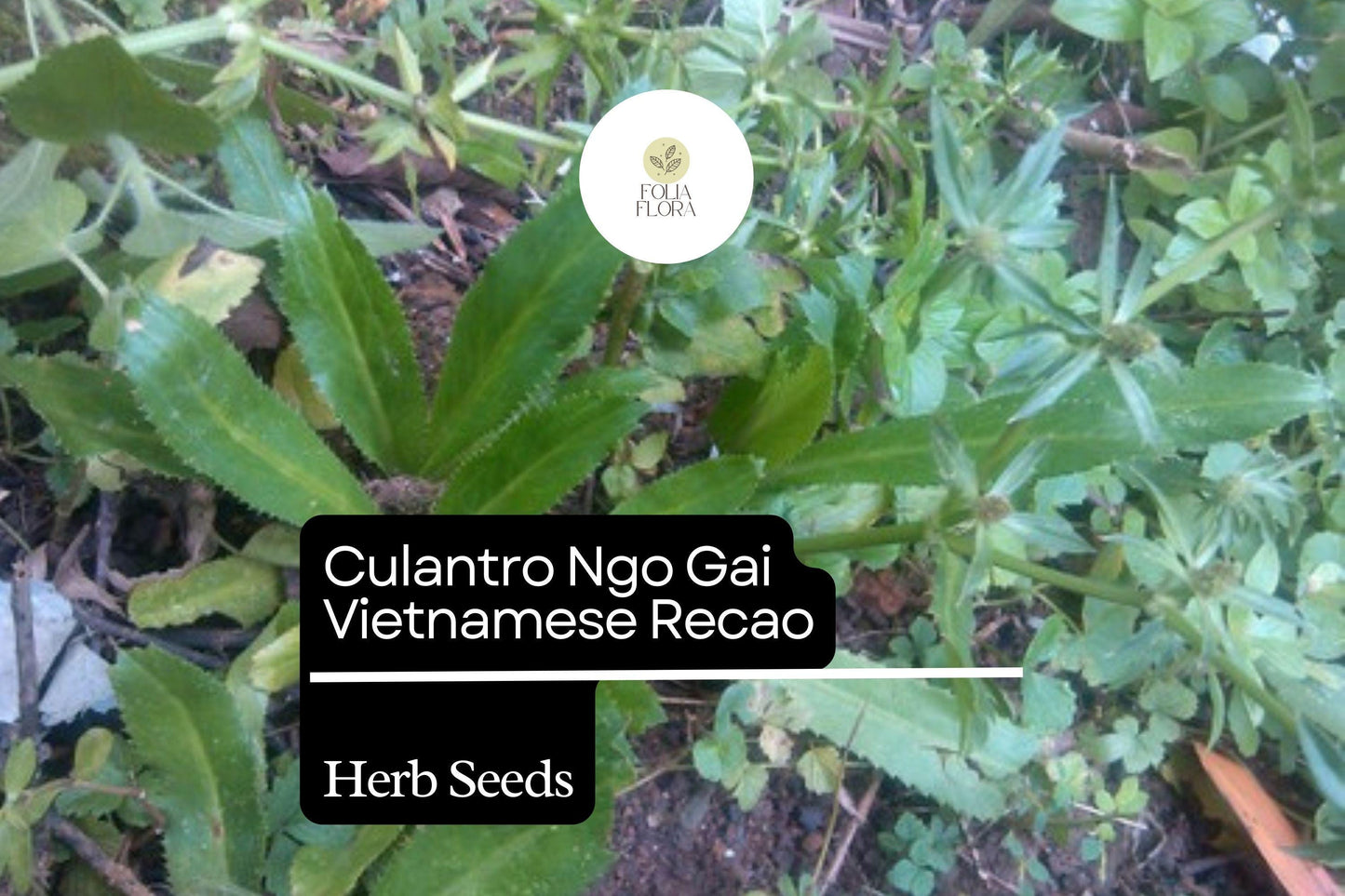 100mg Culantro Seeds Eryngium foetidum Ngo Gai Vietnamese Recao for Planting | Heirloom Herb for Cooking and Garnishing