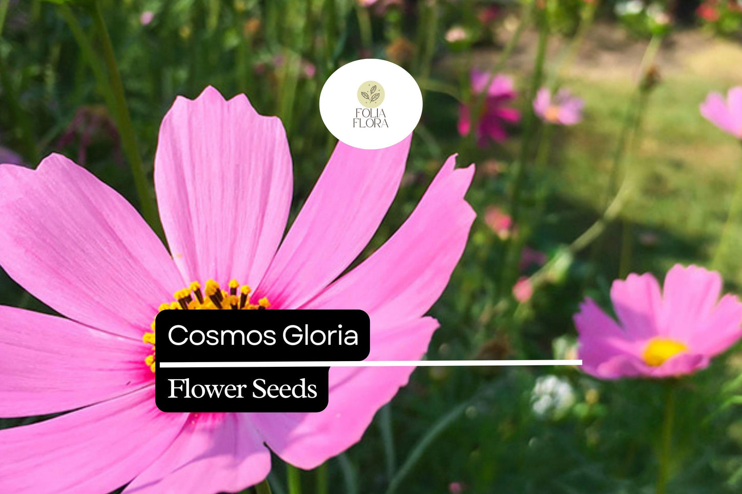 100 Seeds Cosmos Gloria (Cosmos bipinnatus) – Bright Pink Blooms, Pollinator-Friendly, Easy-to-Grow Annual Flower Seeds