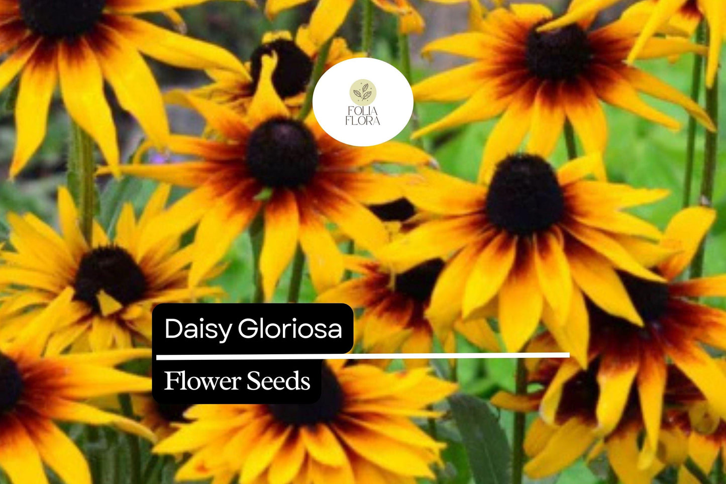 1000 Seeds Daisy Gloriosa, Rudbeckia Hirta, Bright Yellow-Orange Perennial Wildflowers