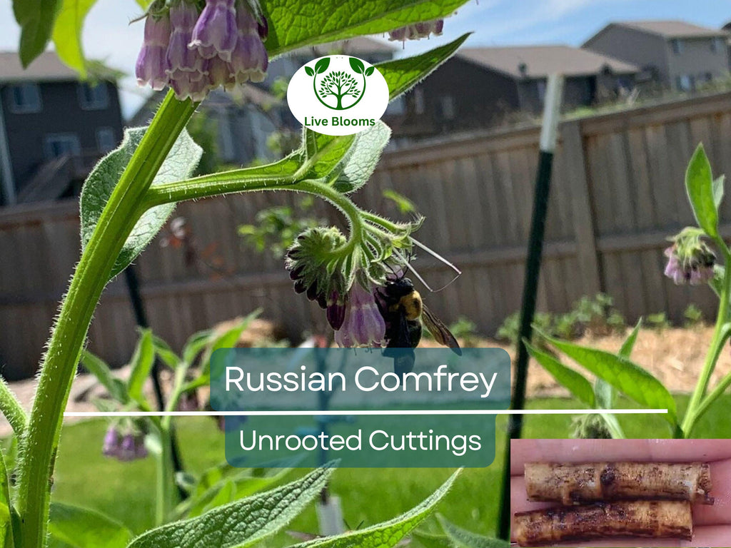 5 Russian Comfrey Unrooted Cuttings - Bocking 14 Cultivar, Symphytum x uplandicum, Herb, Organic Fertilizer, Easy to Grow Starter