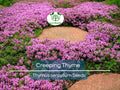 5000 Creeping Thyme Seeds | Perennial Herb & Purple Groundcover | Aromatic Low-Growing Thyme Plant for Gardens, Lawns, and Landscaping