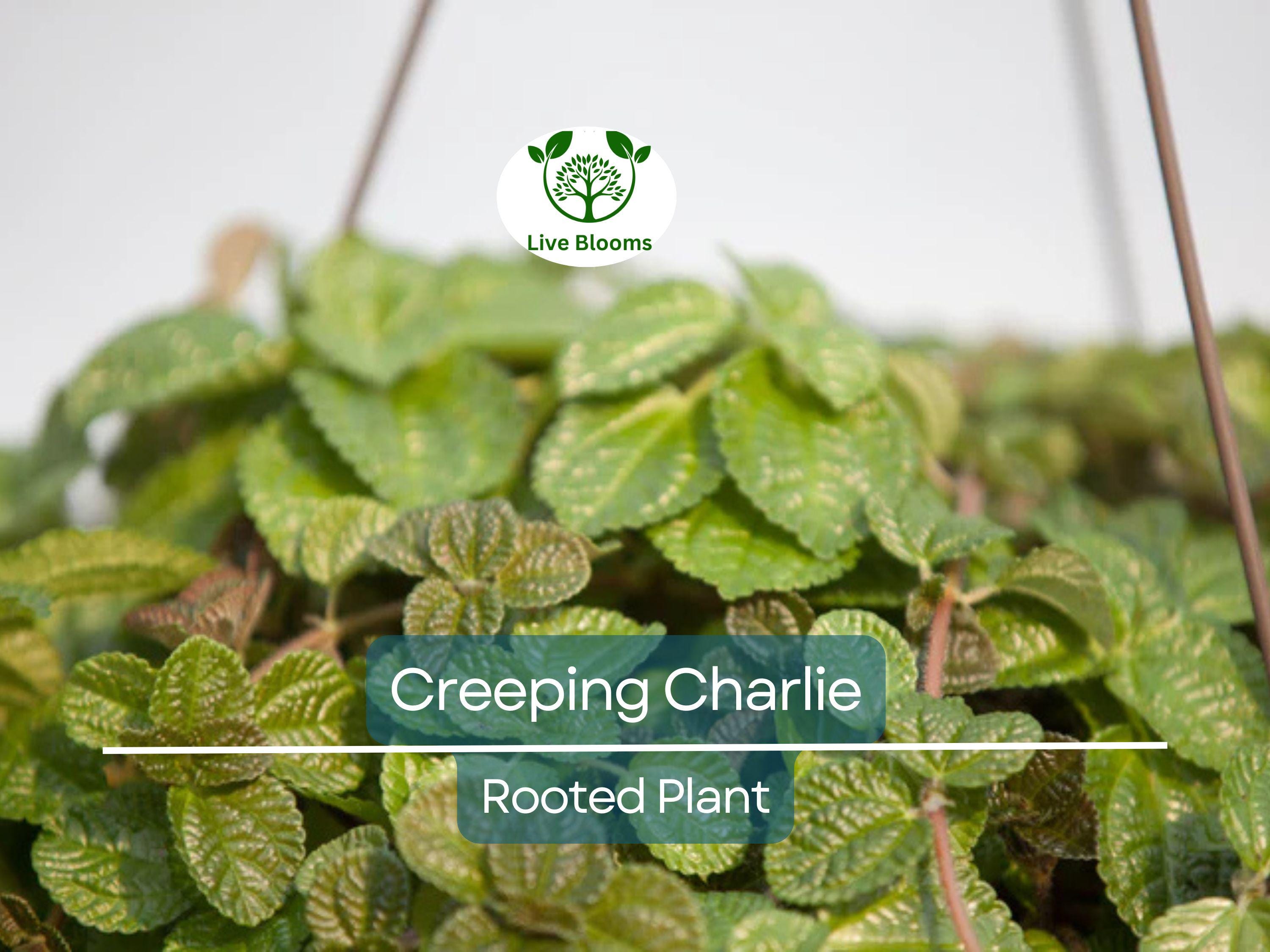 1 Creeping Charlie Friendship Plant - Live Plant, Pilea Nummulariifolia, Ground Cover, Easy Care, Indoor Outdoor, Unique Trailing Vine