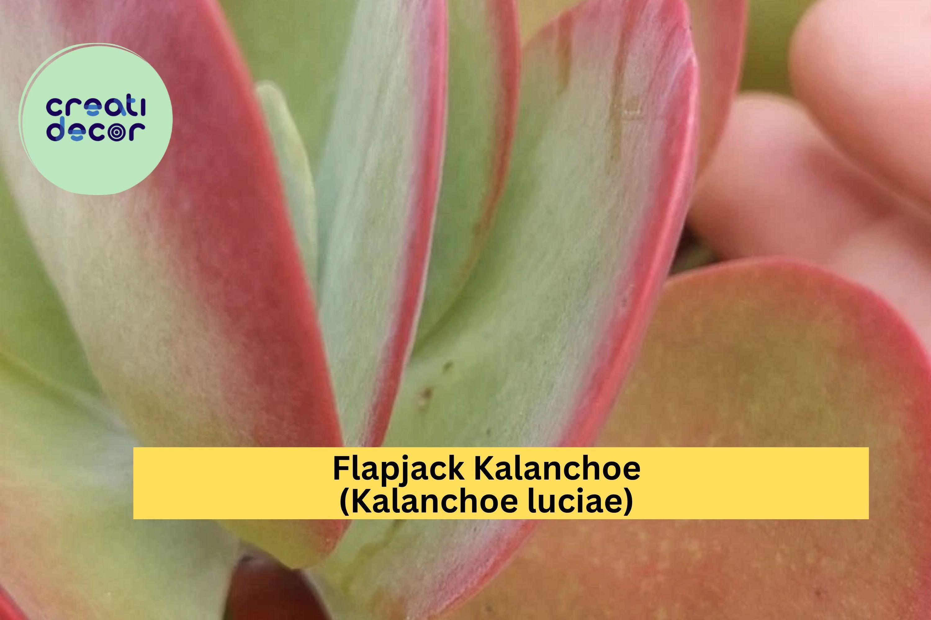 Flapjack Kalanchoe Live Succulent – Paddle Plant (Kalanchoe luciae), Colorful Rosette Houseplant, Easy Care Live Plant