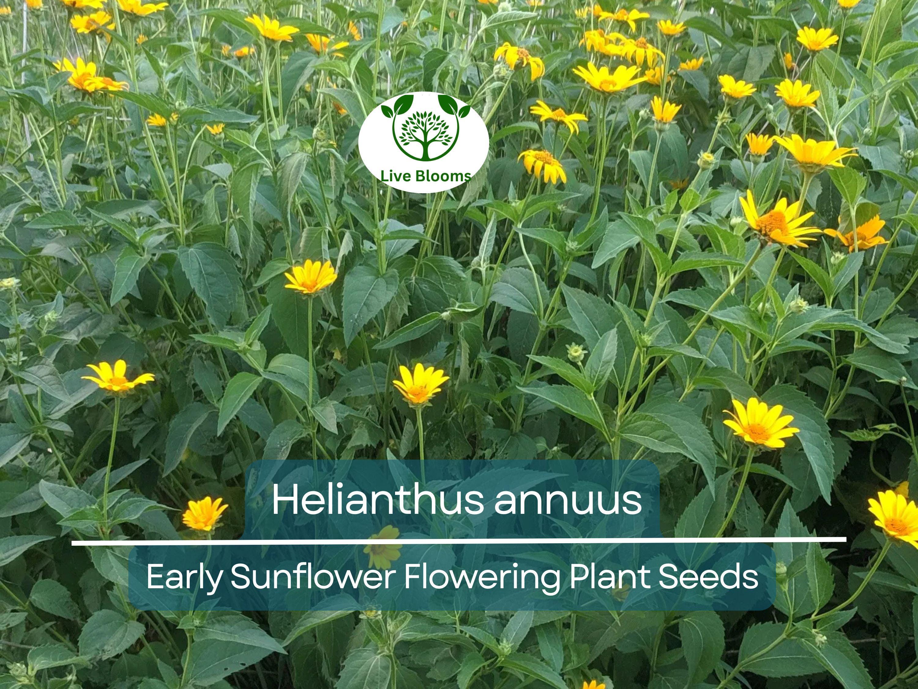 250 mg Seeds Early Sunflower (Helianthus annuus) – Vibrant Flowering Plant for Planting, Gardening, & Pollinator-Friendly Landscapes