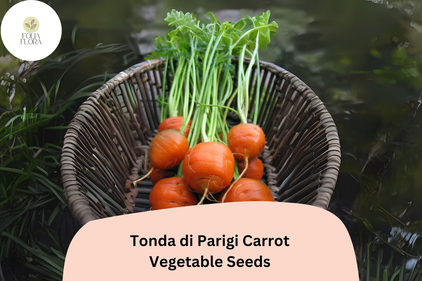 1000+ Tonda di Parigi Carrot Seeds – Heirloom, Round Baby Carrots
