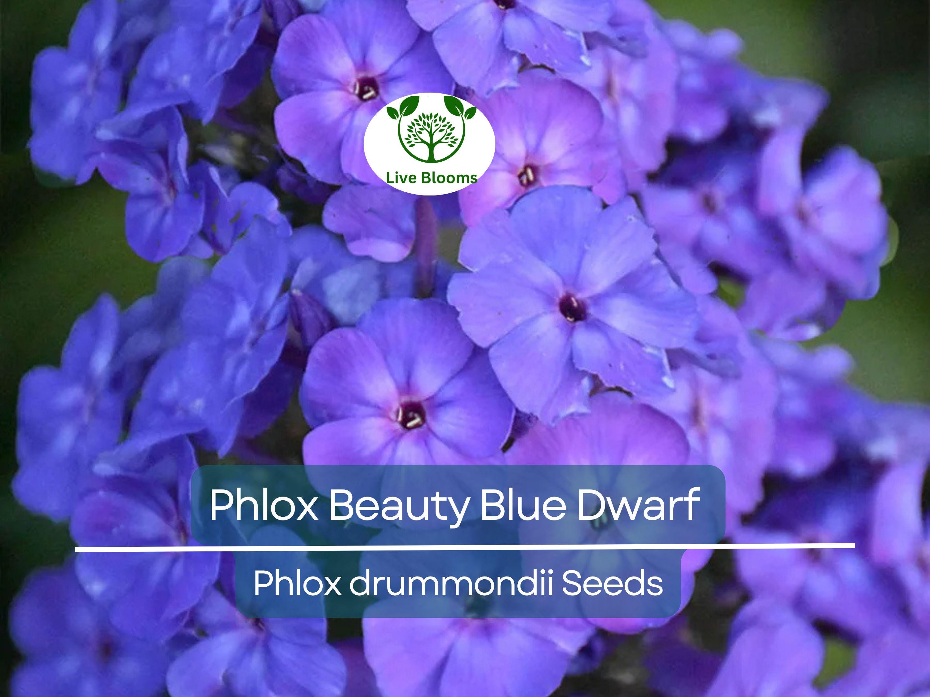 100 Phlox Beauty Blue Dwarf Seeds, Rare Blue Blooms, Pollinator Attractor, Non-GMO, Compact Perennial for Garden, Blue Phlox Flowers