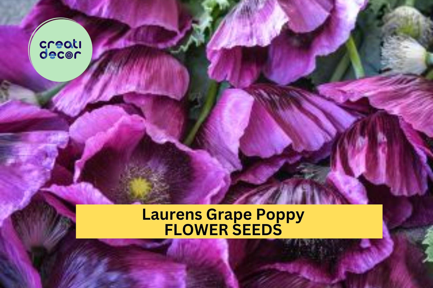 200+ Laurens Grape Poppy Seeds – Rich Purple Blooms for Garden Planting, Dramatic Spring Flowers for Borders & Pollinator Beds – USA