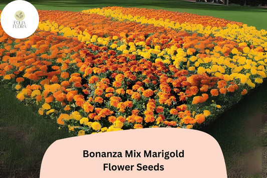 25+ Bonanza Mix Marigold Seeds | Tagetes patula | Dwarf French Marigold Blend | Orange, Yellow & Red Blooms for Garden and Pots