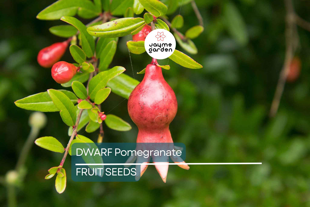 20 Dwarf Pomegranate Tree Seeds – Punica granatum "Nana", Indoor/Outdoor Fruit Plant, Bonsai Friendly