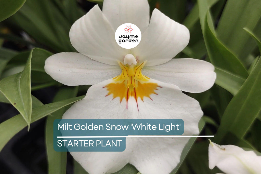 Milt Golden Snow 'White Light' Orchid Plant | Live Seedling in 3" Pot | Sub-Tropical | Indoor & Outdoor | Elegant White Blooms
