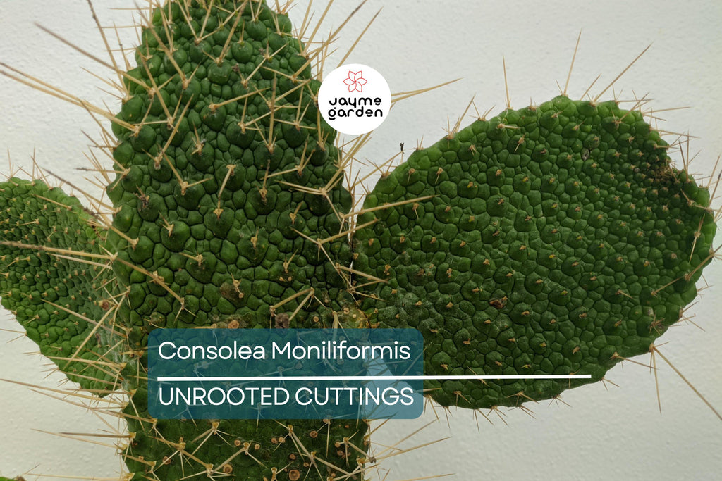 Consolea moniliformis Unrooted Cactus Cutting (4–7" Pad) | Rare Opuntia Species | Freshly Cut for Easy Rooting
