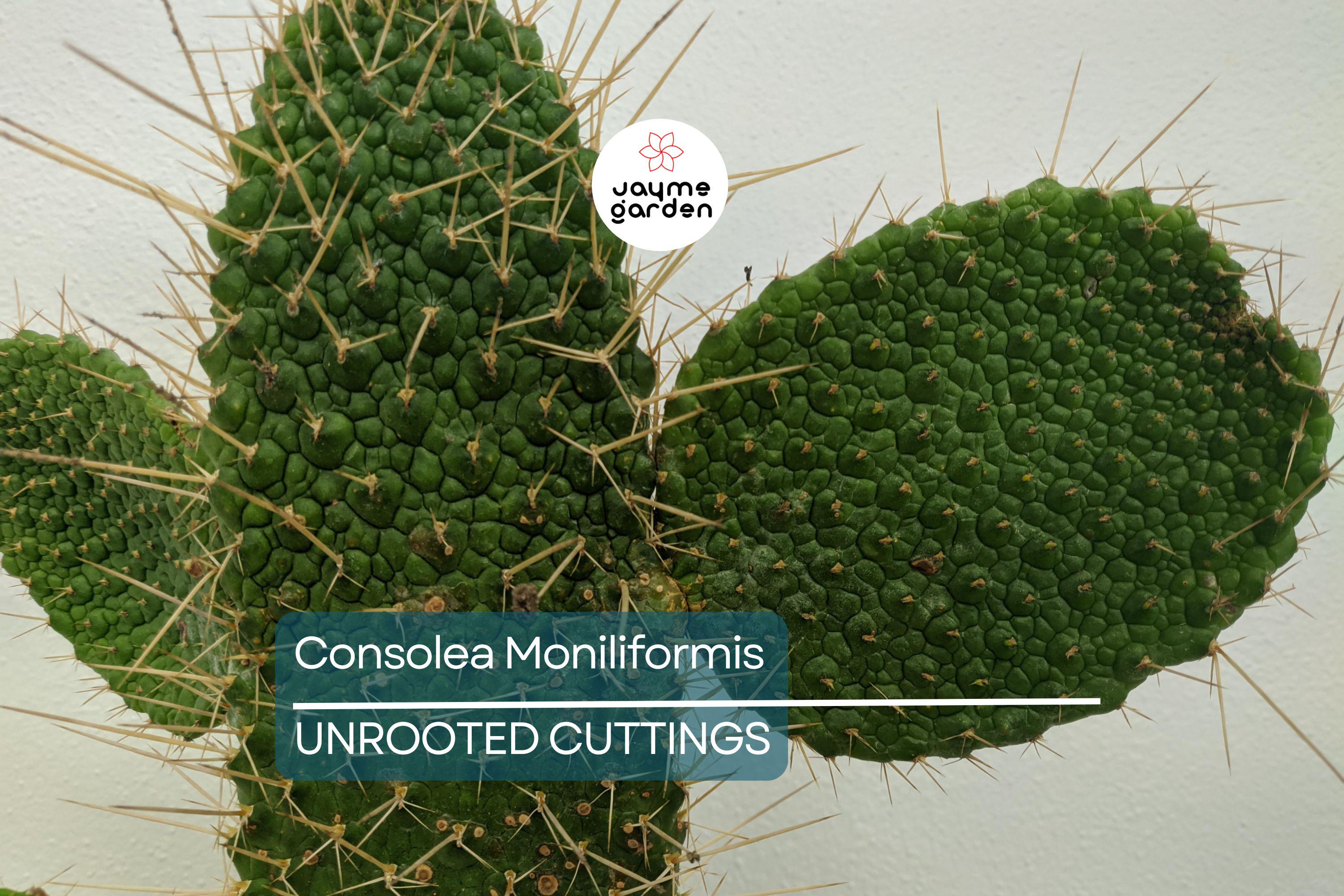 Consolea moniliformis Unrooted Cactus Cutting (4–7" Pad) | Rare Opuntia Species | Freshly Cut for Easy Rooting