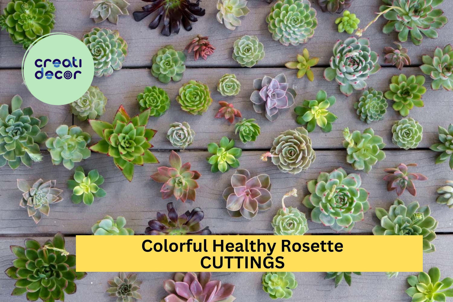 10 Rosette Succulent Cuttings – Colorful, Healthy Mix + Free Bonus Cuttings – Perfect for Pots, Gifts & DIY Projects – Free Ship – USA