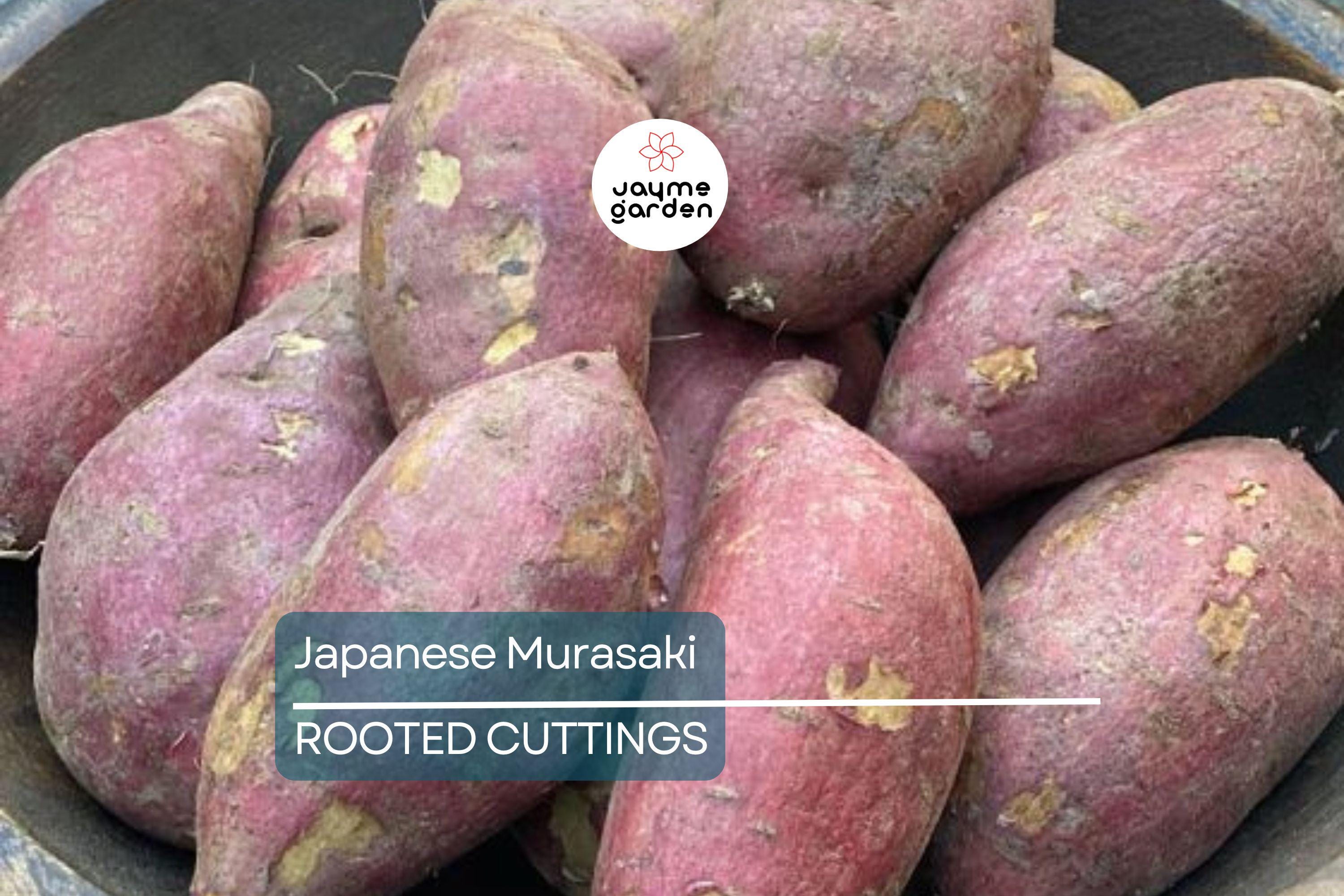 20 Japanese Murasaki Sweet Potato Vines | Rooted Cuttings | Red Skin Yellow Flesh | High Yield | Easy to Grow |