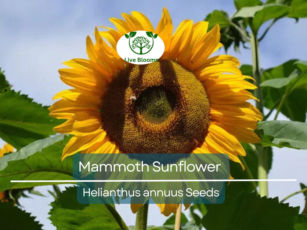 50 Mammoth Sunflower Seeds | Helianthus annuus | Grey-Stripe Heirloom | Edible Seeds | 12’ Tall Giants | Non-GMO | Bee-Friendly