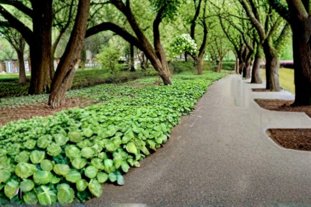 Wild Ginger – Asarum canadense 10 Seeds | Native Woodland Groundcover | Shade-Loving Perennial | Fragrant Rhizomes