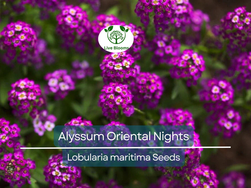 500 Seeds Alyssum Oriental Nights Dark Purple Groundcover Bees Fragrant Non-GMO (Lobularia maritima)